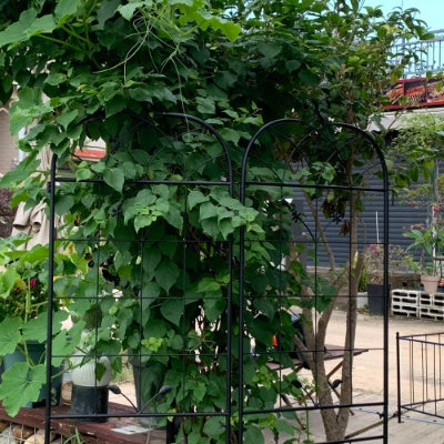 Metal Garden Trellis, 2 Pack Metal Trellis For Climbing Plants, Indoor Outdoor Plant Trellis For Potted Plants, House Plants, Climbing Vines, Flowers And Vegetables, Lawn Garden Fence Decor Screen