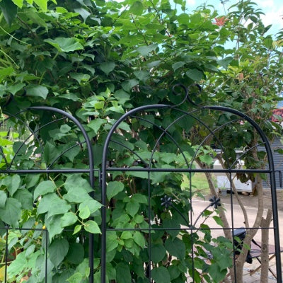 Metal Garden Trellis, 2 Pack Metal Trellis For Climbing Plants, Indoor Outdoor Plant Trellis For Potted Plants, House Plants, Climbing Vines, Flowers And Vegetables, Lawn Garden Fence Decor Screen